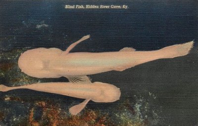 Historic Postcard-Blind Cave Fish-Hidden River Cave, KY